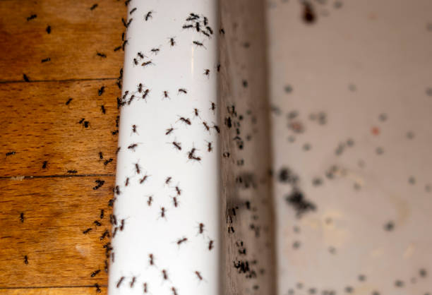 Best Cockroach Control Services  in North Utica, IL
